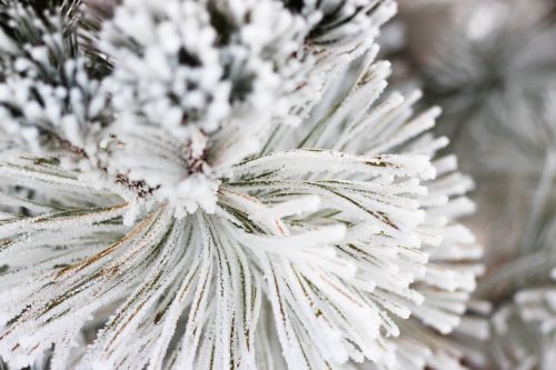 snow pine xmas