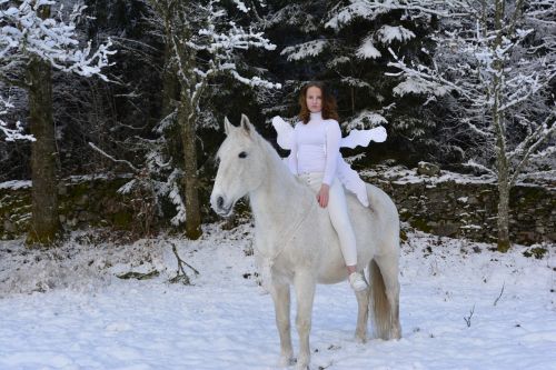 snow beautiful horse