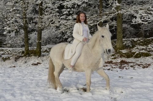 snow beautiful horse