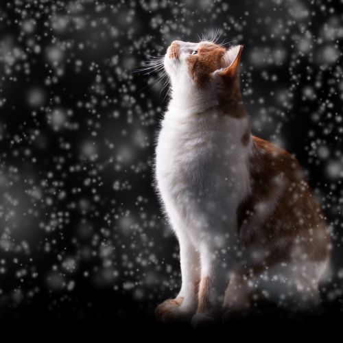 snow cat winter