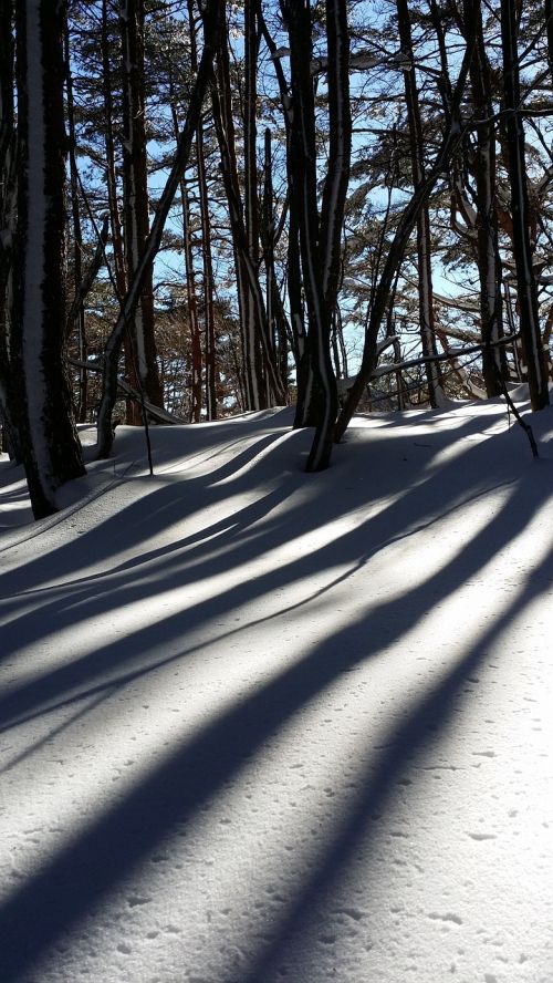 snow shadow wood