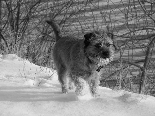 snow dog border terrier
