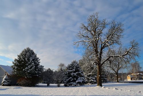 snow trees morning