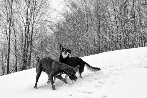 snow two dogs great dane