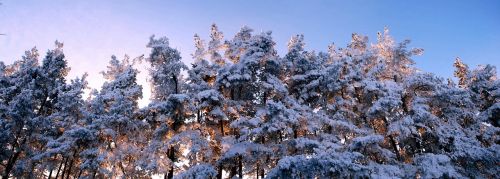 snow winter nature