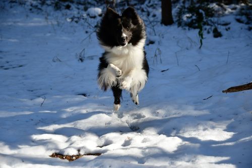 snow winter outdoors