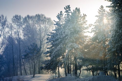 snow winter tree