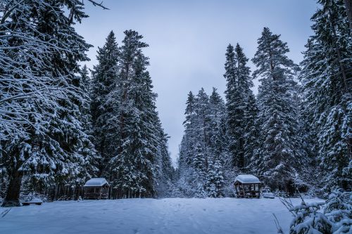 snow winter trees