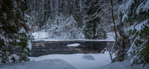 snow winter forest