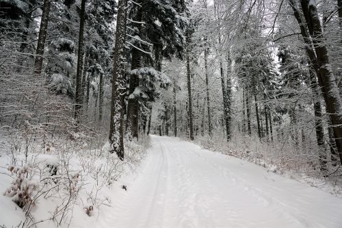 snow winter wood