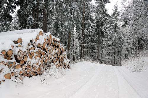 snow winter wood