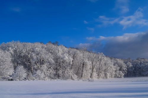 snow trees winter