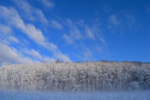 snow trees winter
