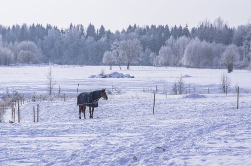 snow winter cold