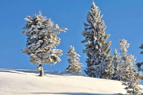 snow winter frost