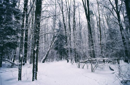 snow winter wood