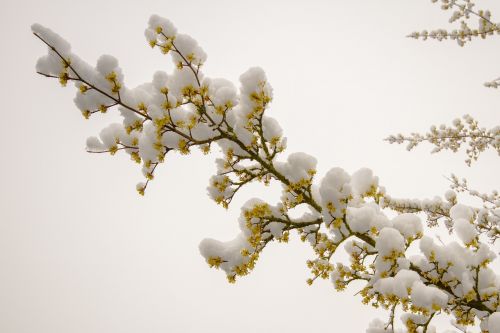 snow march snow flowers