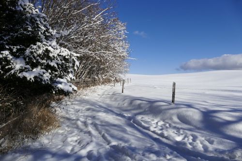 snow winter frost