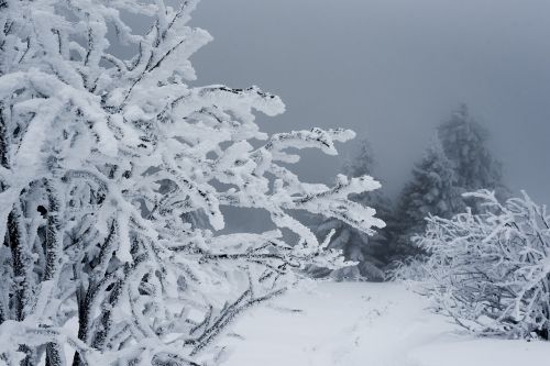 snow winter frost