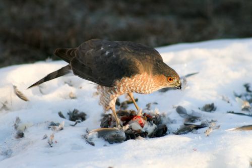 snow winter wildlife