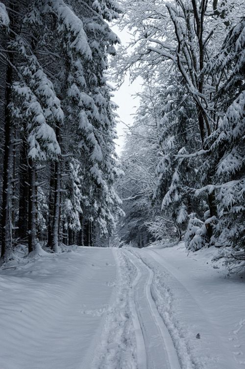 snow winter wood