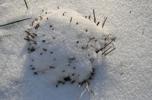 snow winter plant