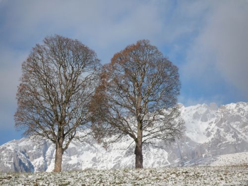 snow winter tree