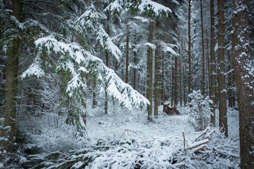 snow winter wood