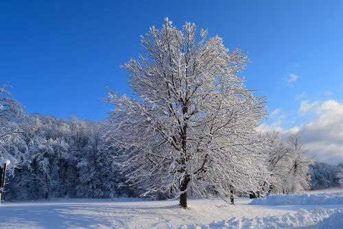 snow tree winter