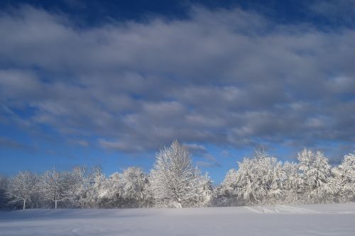 snow trees winter