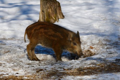 snow nature mammal