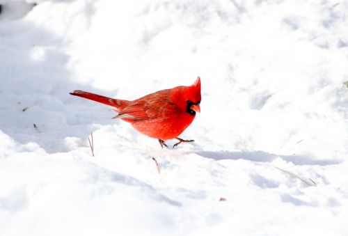 snow winter cardinal