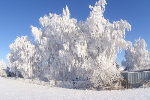 snow winter frost