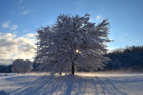 snow tree sunlight
