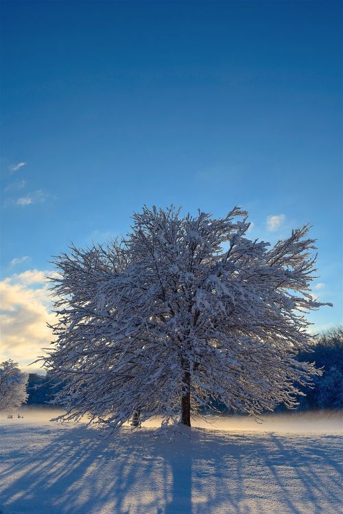 snow tree sunlight