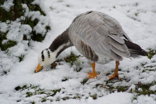 snow winter bird