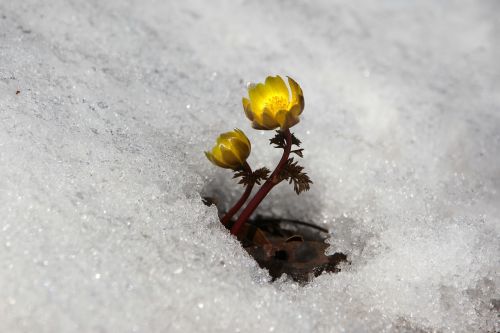 snow winter nature