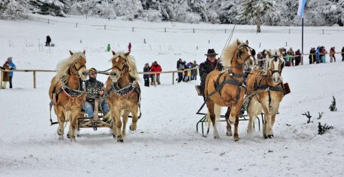 snow winter cavalry