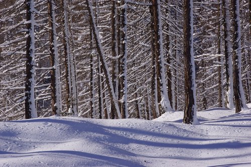 snow  winter  wood