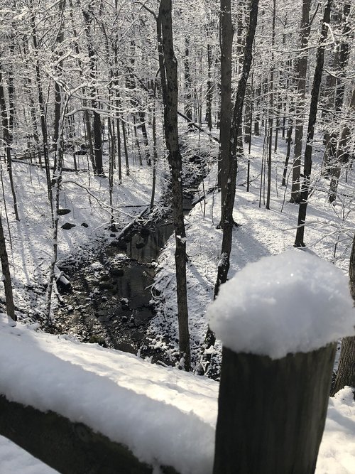 snow  winter  tree