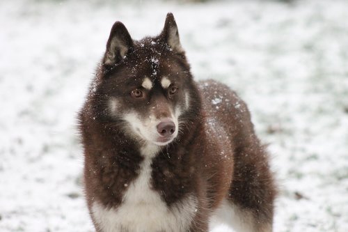 snow  winter  frosty