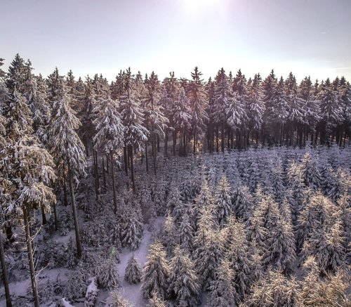 snow  winter  wood