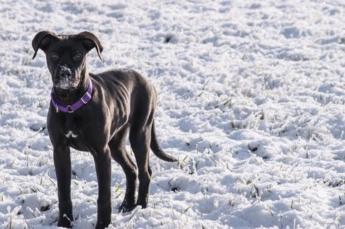 snow  winter  animal