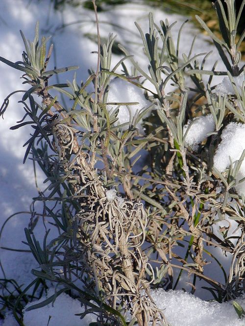 snow cover flower