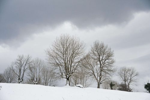 snow trees nature