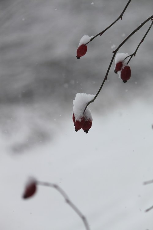 snow  winter  flower