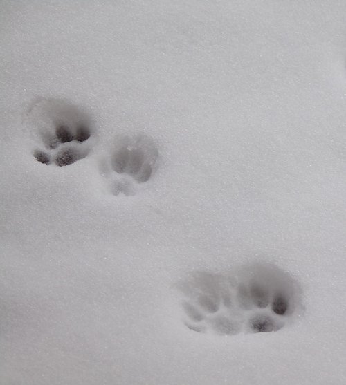 snow  winter  cat