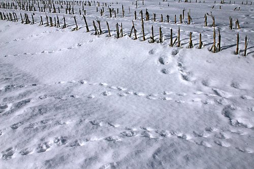 snow  austria  winter