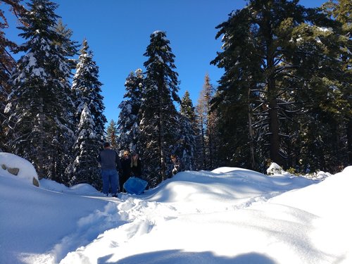 snow  pine trees  nature