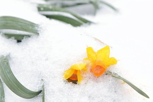 snow  daffodils  daffodil